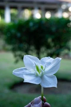 Amazon Lily Stock Photos