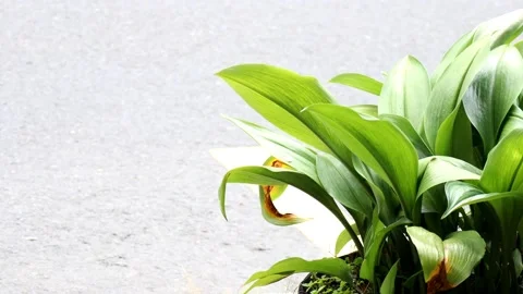 Amazon lily plants that move due to the wind Stock Footage 237132122