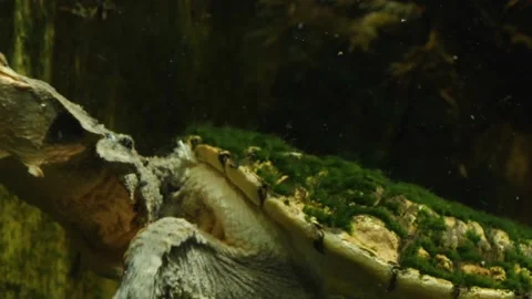 Amazon mata mata turtle  스톡 동영상 135990930