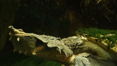 Amazon mata mata turtle  Stock Footage 135991819