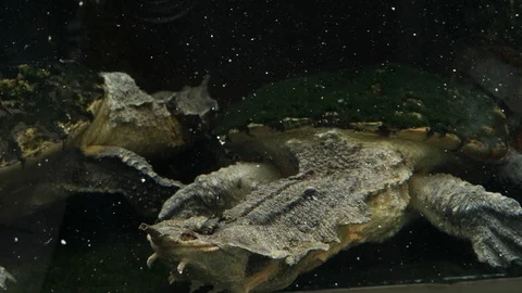 Amazon mata mata turtle underwater 4K 스톡 동영상 91673913
