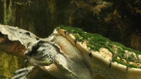 Amazon mata turtle underwater 4K Stock Footage 94706546