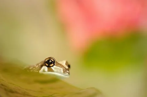 Amazon milk frog on grean leaf. 스톡 사진