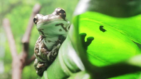 Amazon milk frog on the green leaf Stock Footage 94150547