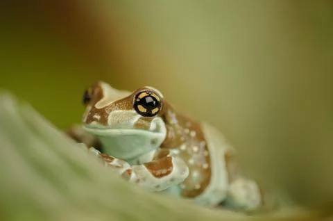 Amazon milk frog on leaf 스톡 사진