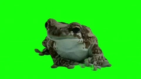 Amazon milk frog looking at camera on green screen background Stock Footage 337520946
