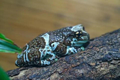 Amazon milk frog Stock Photos