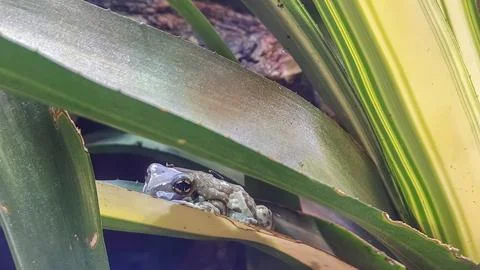 Amazon Milk Frog resting on a large green leaf amidst tropical foliage Stock Photos