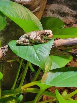 Amazon Milk Frog (Tree Frog) Resting on a Large Tropical Leaf Stock Photos