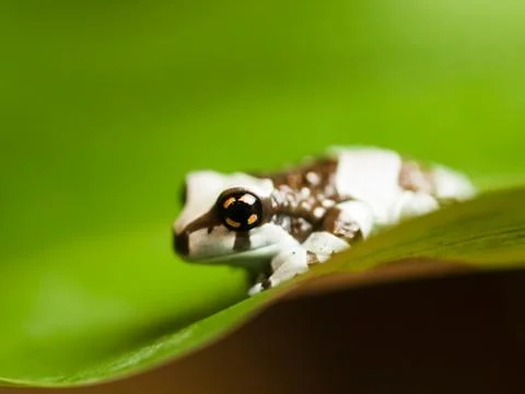 Amazon milk tree frog Stock Photos