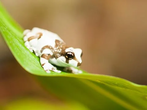 Amazon milk tree frog Stock Photos
