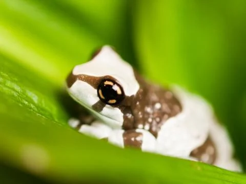 Amazon milk tree frog - Trachycephalus resinifictrix Stock Photos
