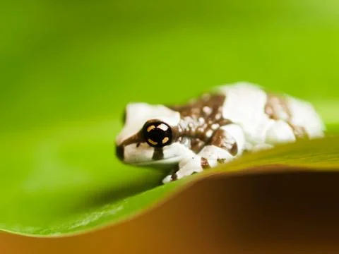 Amazon milk tree frog - Trachycephalus resinifictrix Stock Photos