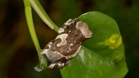 Amazon milky tree frog Trachycephalus resinifictrix 2 11 17 Video stock 120342796