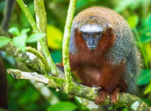 Amazon monkey on the tree Stock Photos