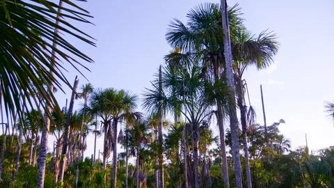Amazon Palm Forest Stock Photos