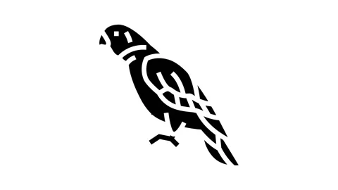 Amazon parrot bird glyph icon animation Stock Footage 326154136
