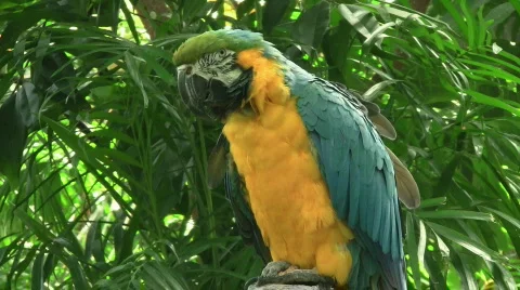 Amazon Parrot Stock Footage 787979