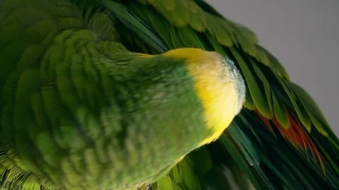 Amazon parrot Stock Footage 100431726