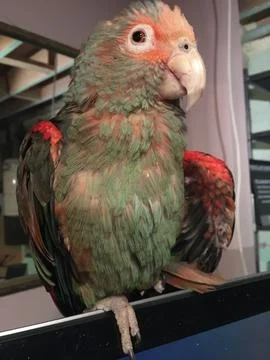 Amazon Parrot - Is it? What Amazon have you seen with colours of Tango Stock-Fotos