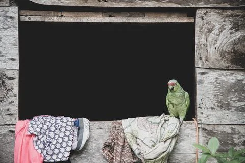 Amazon Parrot in open window Foto stock