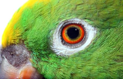 Amazon parrot Stock Photos