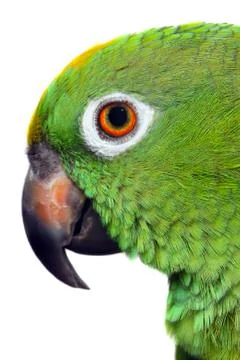 Amazon parrot Stock Photos