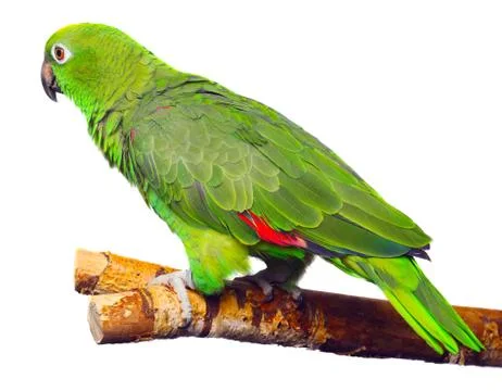 Amazon parrot Stock Photos