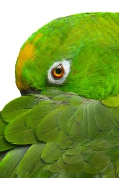 .amazon parrot Stock Photos