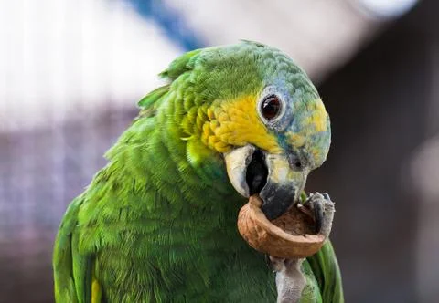 Amazon parrot Foto stock