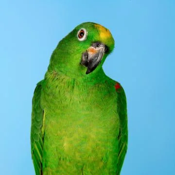 Amazon Parrot Stock Photos
