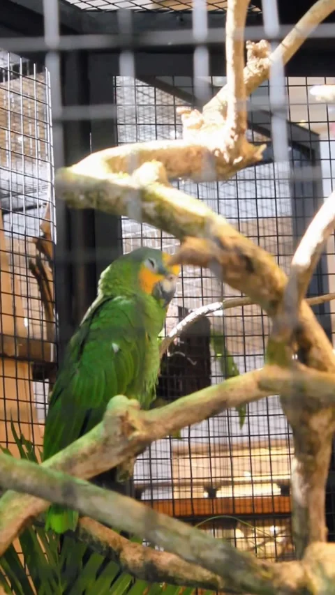 Amazon parrot standing on a branch Stock Footage 281067636