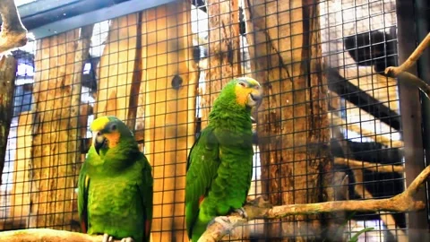 Amazon parrot standing on a branch Stock Footage 281067640