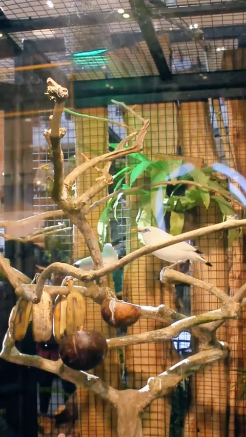 Amazon parrot standing on a branch Stock Footage 281067648
