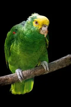 Amazon parrot standing on a tree branch isolated on a black background Stock Photos
