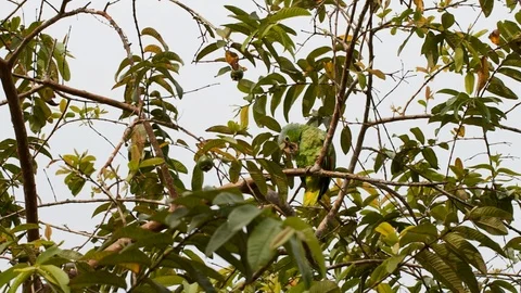 Amazon parrot on the tree cleaning Stock Footage 107795988