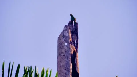 Amazon Parrot on Tree Stock Photos