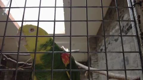 Amazon parrot with yellow neck closeup. Tropical bird video Stock Footage 205080680