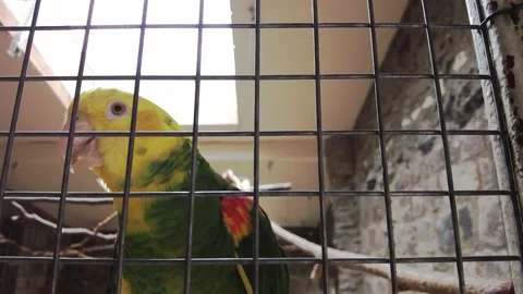 Amazon parrot with yellow neck closeup. Tropical bird video Stock Footage 208634461