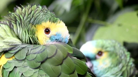 Amazon Parrot in zoo. Stock Footage 53704720