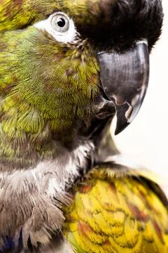 Amazon parrots head looking Foto stock