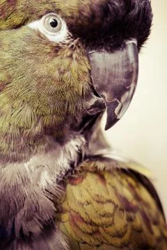 Amazon parrots head looking Stockfoto's