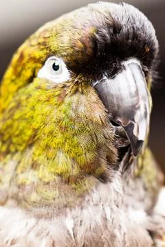 Amazon parrots head looking Stockfoto's