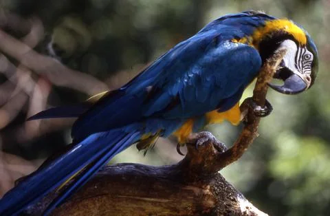 Amazon parrots with red blue yellow plumage Foto stock