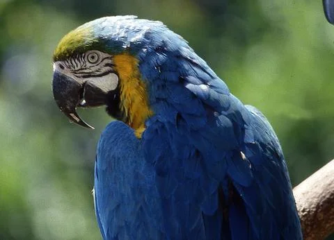Amazon parrots with red blue yellow plumage Foto stock