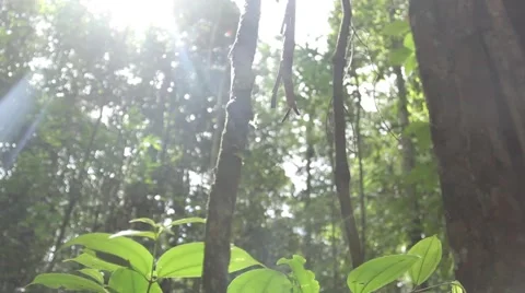 Amazon plants and forest dolly shot.  Stock-Footage 62318410