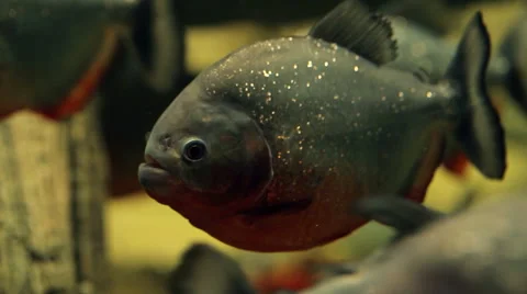 Amazon predatory piranha fish Stock-Footage 60747991
