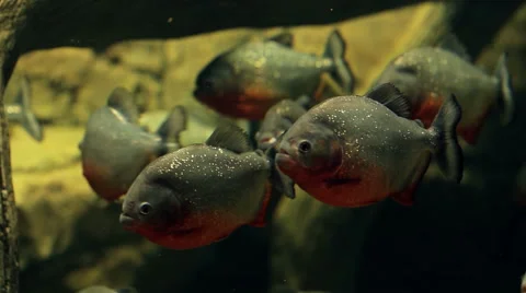 Amazon predatory piranha fish 库存影片 60748112
