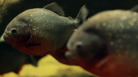 Amazon predatory piranha fish Vídeos de archivo 60748777