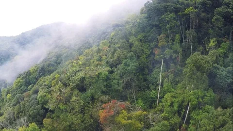 Amazon rain forest aerial view Stock Footage 86838998